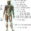 Lidské tělo 